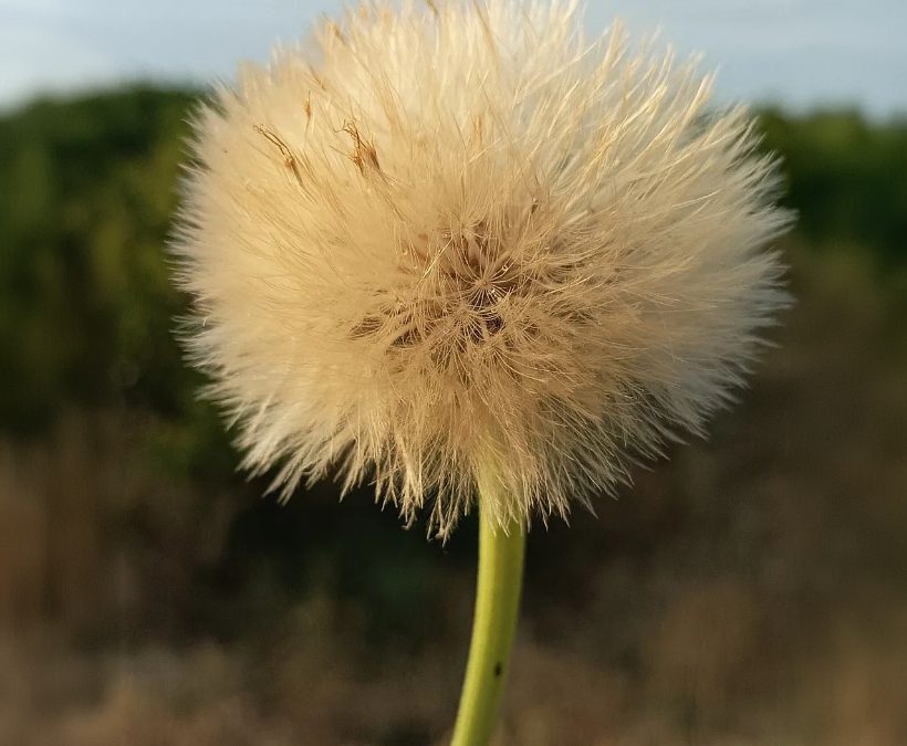Diente de León