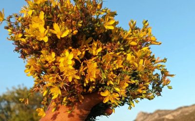 Si tuviera que ponerle un color al verano … sería el amarillo 💛