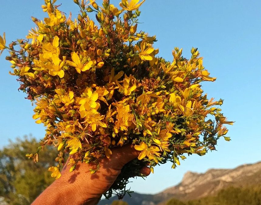 Si tuviera que ponerle un color al verano … sería el amarillo 💛