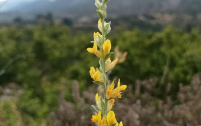 Orelleta de rata