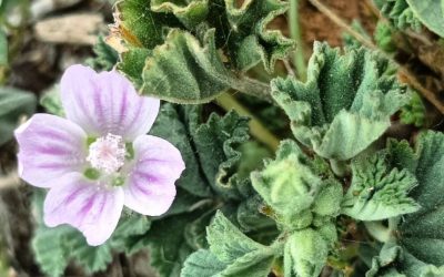 Propiedades Cosméticas de la Malva